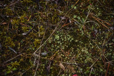 Yakın plan. Yerdeki yosunlar ve zambaklar.
