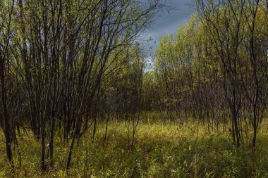 Resmedilmeye değer bir manzara. Sonbaharın başlarında uzun otlarla nehir kıyısında söğüt çalıları