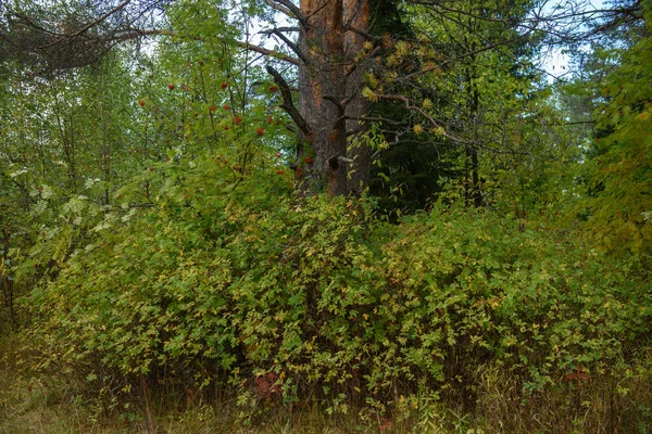 Colors Autumn Landscape Mixed Forest Colorful Leaves Herbs Early Autumn — Stock Photo, Image