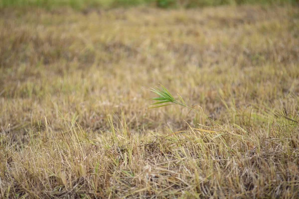 Grass Field Bright Light Autumn Sun — Stock Photo, Image