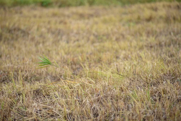 Grass Field Bright Light Autumn Sun — Stock Photo, Image