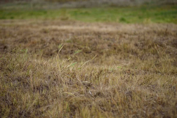 Gras Het Veld Het Felle Licht Van Herfstzon — Stockfoto