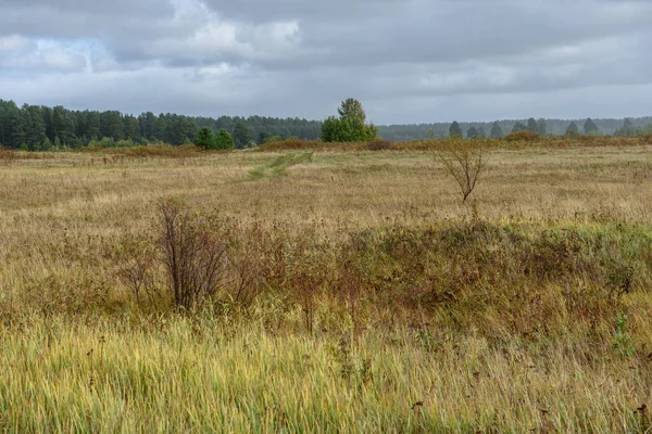 絵のような風景 秋の終わりに再び立ち上がり 寒い秋から黄色に変化した芝生の領域を持つフィールド — ストック写真