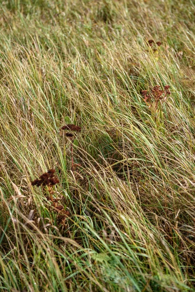 Gros Plan Herbes Des Champs Par Une Journée Ensoleillée Automne — Photo