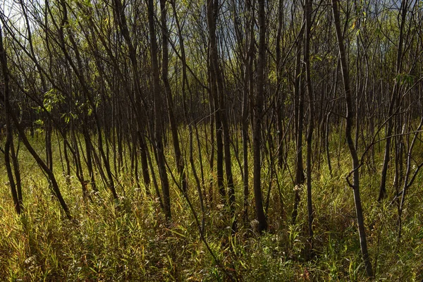 Picturesque Landscape Willow Thickets River Bank Tall Grass Early Autumn — Stock Photo, Image