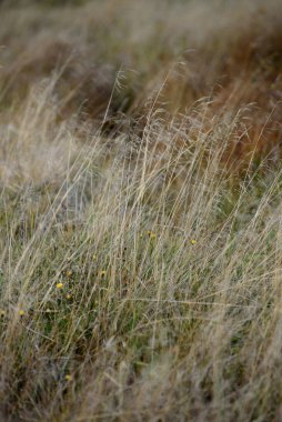 Sahada çimenler Sonbahar güneşinin parlak ışığında