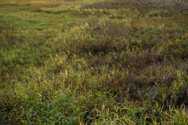 Sahada çimenler Sonbahar güneşinin parlak ışığında