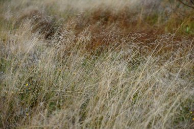 Sahada çimenler Sonbahar güneşinin parlak ışığında