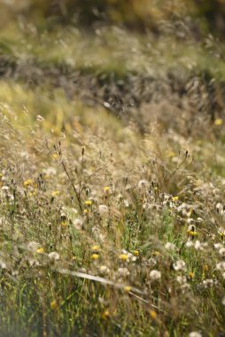 Sonbahar dönemindeki saha ayrıntıları. Kurumuş çimenler, kurumuş karahindiba ve yakut ayaklarıyla..