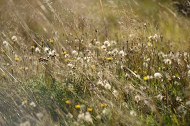 Sonbahar dönemindeki saha ayrıntıları. Kurumuş çimenler, kurumuş karahindiba ve yakut ayaklarıyla..