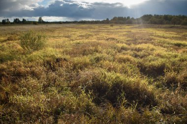 Sahada çimenler Sonbahar güneşinin parlak ışığında