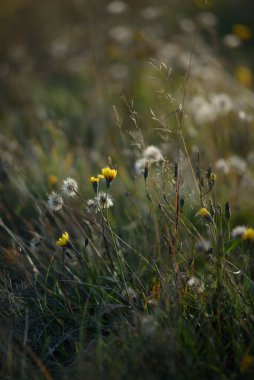 Sonbahar dönemindeki saha ayrıntıları. Kurumuş çimenler, kurumuş karahindiba ve yakut ayaklarıyla..