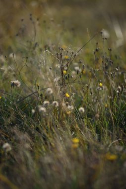 Sonbahar dönemindeki saha ayrıntıları. Kurumuş çimenler, kurumuş karahindiba ve yakut ayaklarıyla..