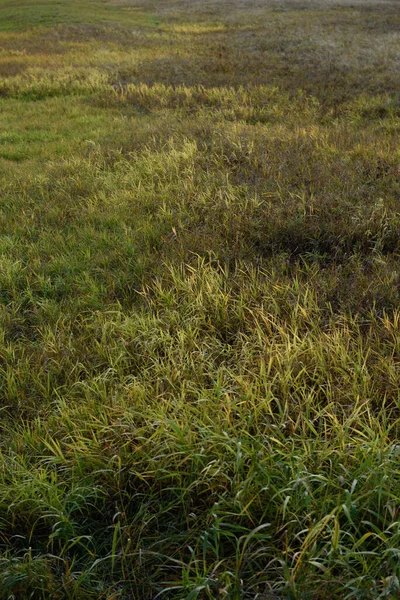Трава Полі Яскравому Світлі Осіннього Сонця — стокове фото
