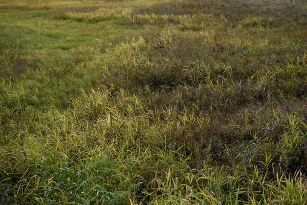 Трава Полі Яскравому Світлі Осіннього Сонця — стокове фото