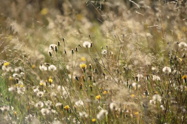Detaljerade Uppgifter Fältet Höstperioden Torrt Gräs Närbild Med Vissnande Maskrosor — Stockfoto