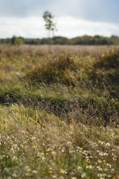Gras Auf Dem Feld Hellen Licht Der Herbstsonne — Stockfoto
