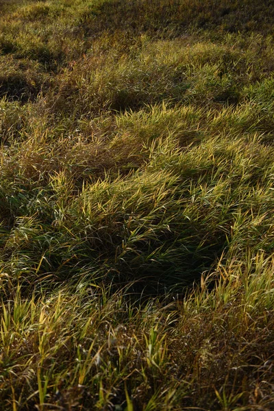 Erba Sul Campo Alla Luce Del Sole Autunnale — Foto Stock