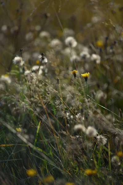 Detaljerade Uppgifter Fältet Höstperioden Torrt Gräs Närbild Med Vissnande Maskrosor — Stockfoto