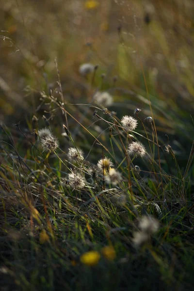 Details Field Autumn Period Dry Grass Close Withering Dandelions Coltsfoot — Stock Photo, Image