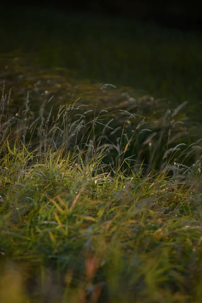 Een Pittoreske Rivieroever Het Begin Van Herfst Met Gras Oever — Stockfoto