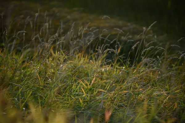 Picturesque River Bank Early Autumn Grass Bank Changing Its Color — Stock Photo, Image