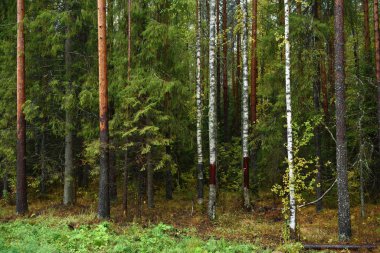 Sonbaharın renkleri. Manzara. Karışık orman. Sonbaharın başlarında renkli yapraklar ve bitkiler.