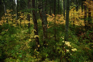 Sonbaharın renkleri. Manzara. Karışık orman. Sonbaharın başlarında renkli yapraklar ve bitkiler.