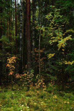 Sonbaharın renkleri. Manzara. Karışık orman. Sonbaharın başlarında renkli yapraklar ve bitkiler.