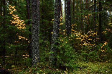 Sonbaharın renkleri. Manzara. Karışık orman. Sonbaharın başlarında renkli yapraklar ve bitkiler.