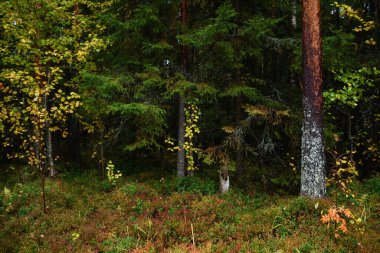 Sonbaharın renkleri. Manzara. Karışık orman. Sonbaharın başlarında renkli yapraklar ve bitkiler.