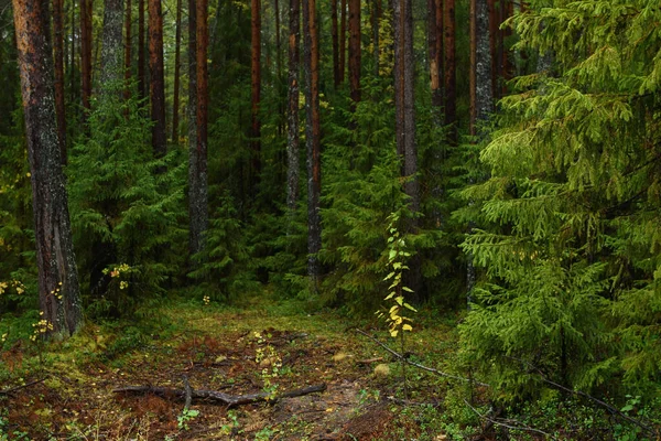 Barvy Podzimu Krajina Smíšený Les Barevné Listy Bylinky Začátku Podzimu — Stock fotografie