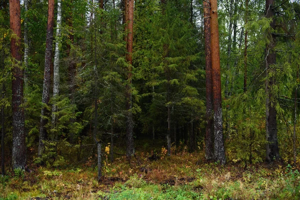 Kleuren Van Herfst Landschap Gemengde Bossen Kleurrijke Bladeren Kruiden Vroege — Stockfoto