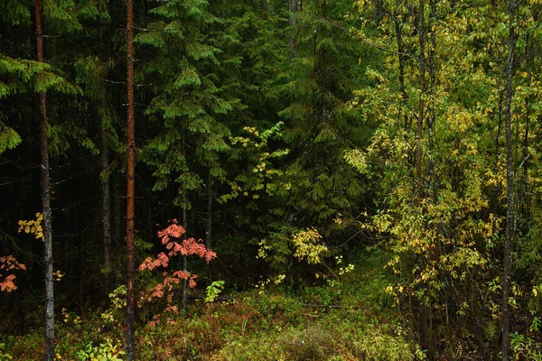 秋の色 混合林 初秋の紅葉とハーブ — ストック写真