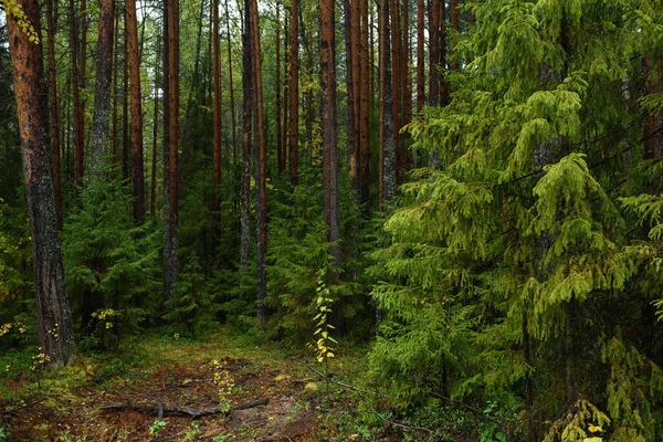 Sonbaharın renkleri. Manzara. Karışık orman. Sonbaharın başlarında renkli yapraklar ve bitkiler.