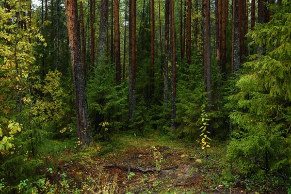 Цвета Осени Пейзаж Смешанный Лес Цветные Листья Травы Ранней Осенью — стоковое фото