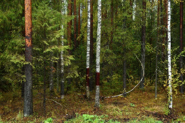 Kleuren Van Herfst Landschap Gemengde Bossen Kleurrijke Bladeren Kruiden Vroege — Stockfoto