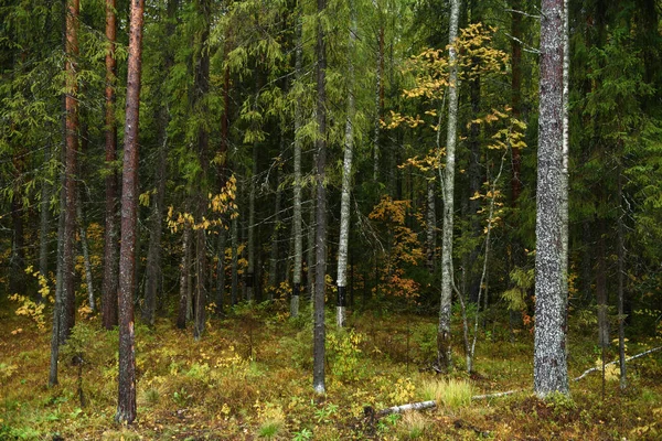 Цвета Осени Пейзаж Смешанный Лес Цветные Листья Травы Ранней Осенью — стоковое фото