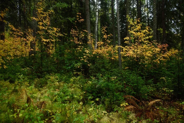 Colores Del Otoño Paisaje Bosque Mixto Hojas Coloridas Hierbas Principios — Foto de Stock