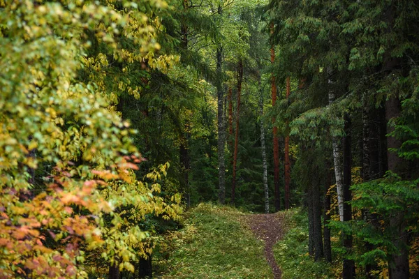 Caminho Que Passa Pelas Árvores Floresta Norte Temporada Outono — Fotografia de Stock