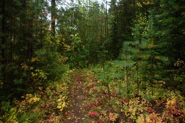 Caminho Que Passa Pelas Árvores Floresta Norte Temporada Outono — Fotografia de Stock