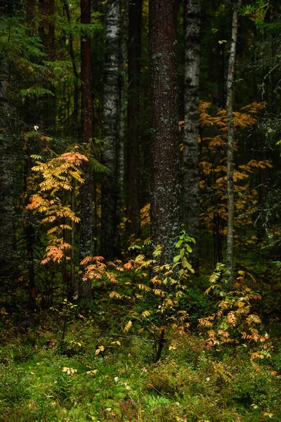 Warna Warna Musim Gugur Lanskap Hutan Campuran Daun Berwarna Warni — Stok Foto