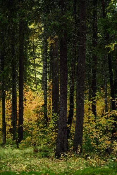 Colores Del Otoño Paisaje Bosque Mixto Hojas Coloridas Hierbas Principios — Foto de Stock