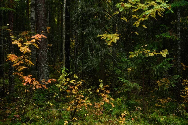 Colores Del Otoño Paisaje Bosque Mixto Hojas Coloridas Hierbas Principios — Foto de Stock