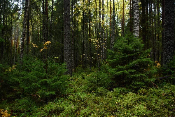 Kolory Jesieni Krajobraz Las Mieszany Kolorowe Liście Zioła Wczesną Jesienią — Zdjęcie stockowe