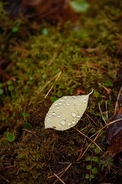 森の苔の上に倒れた鳥の桜の葉が雨雲に覆われている — ストック写真