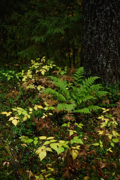 Fern Foglie Primo Piano Nella Foresta Taiga Nella Stagione Autunnale — Foto Stock