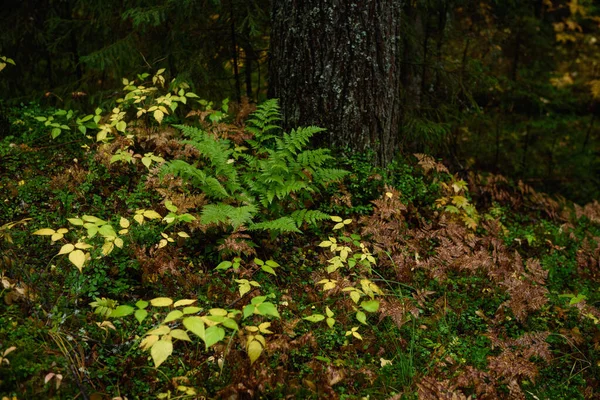 Fern Leaves Close Taiga Forest Autumn Season — Stock Photo, Image
