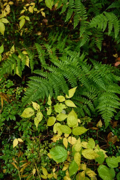 Fern Foglie Primo Piano Nella Foresta Taiga Nella Stagione Autunnale — Foto Stock