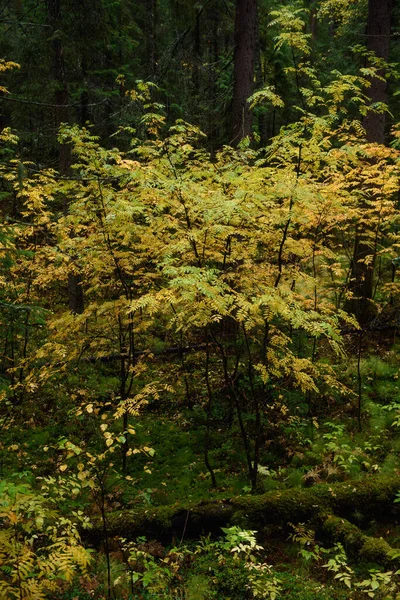 Colori Dell Autunno Paesaggio Foresta Mista Foglie Colorate Erbe All — Foto Stock